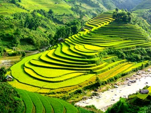 Ruộng bậc thang Sapa.